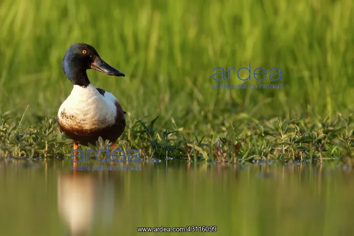 : Northern Shoveler : Northern Shoveler
