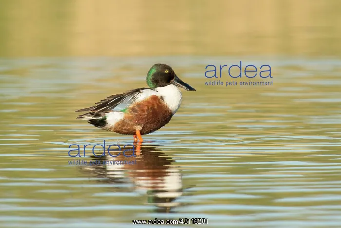 : Northern Shoveler : Northern Shoveler