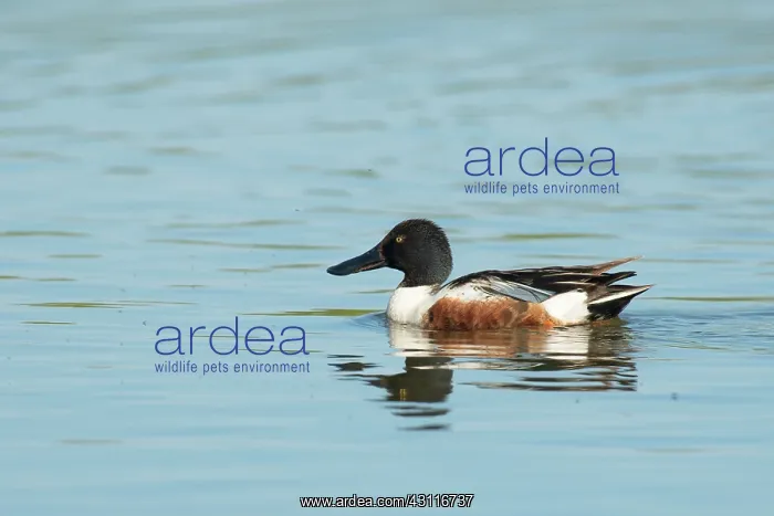 : Northern Shoveler : Northern Shoveler