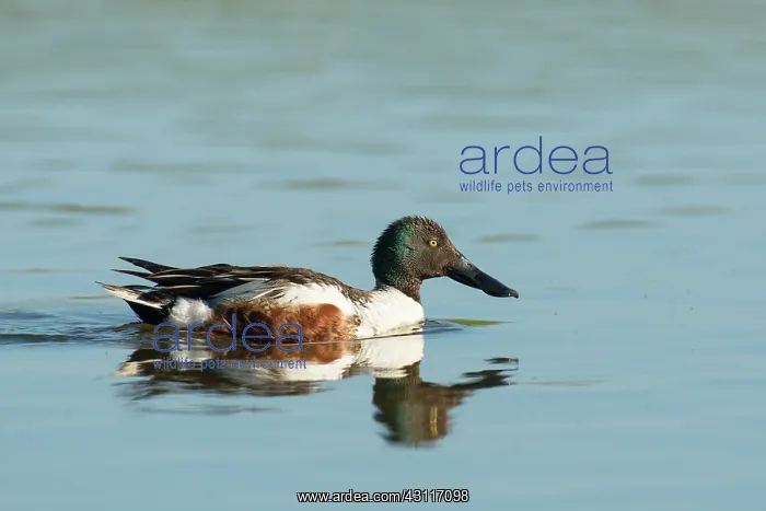: Northern Shoveler : Northern Shoveler