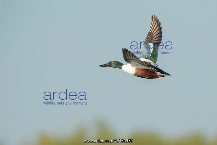 : Northern Shoveler : Northern Shoveler