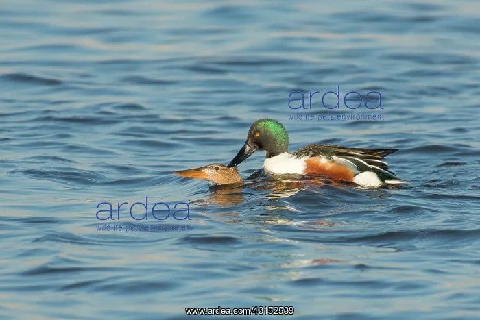 : Northern Shoveler : Northern Shoveler