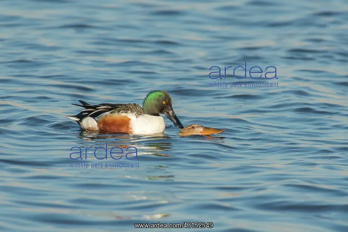: Northern Shoveler : Northern Shoveler
