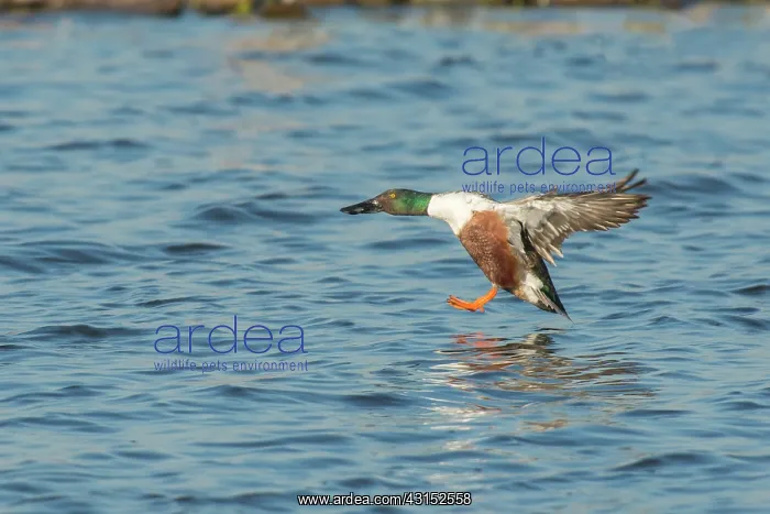 : Northern Shoveler : Northern Shoveler