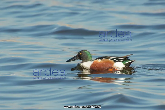 : Northern Shoveler : Northern Shoveler
