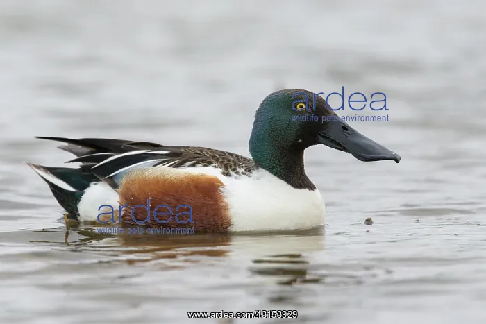 : Northern Shoveler : Northern Shoveler