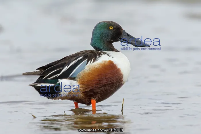 : Northern Shoveler : Northern Shoveler