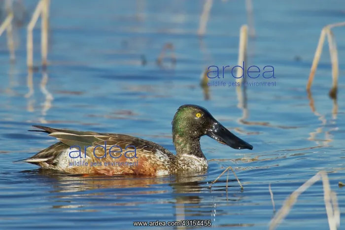 : Northern Shoveler : Northern Shoveler