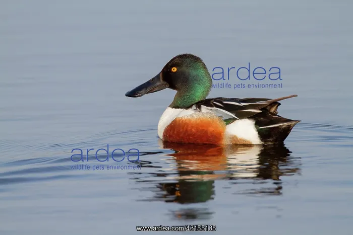 : Northern Shoveler : Northern Shoveler