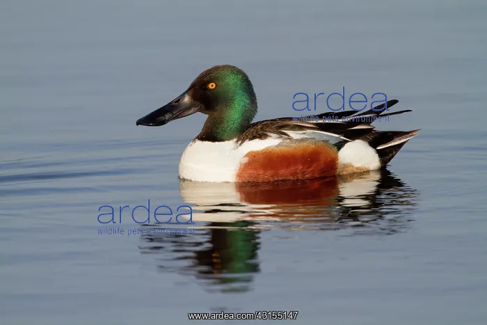 : Northern Shoveler : Northern Shoveler