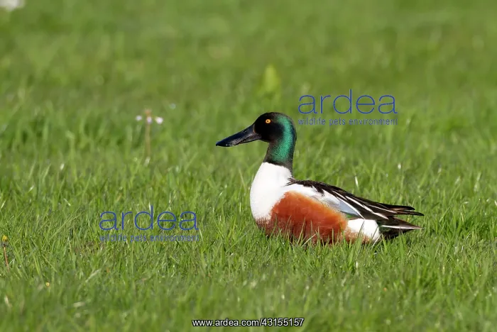 : Northern Shoveler : Northern Shoveler