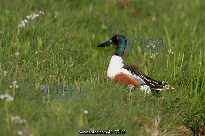 : Northern Shoveler : Northern Shoveler