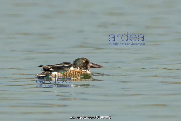 : Northern Shoveler : Northern Shoveler
