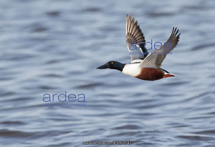 : Northern Shoveler : Northern Shoveler