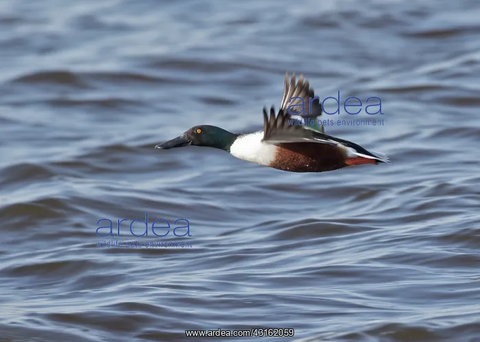 : Northern Shoveler : Northern Shoveler