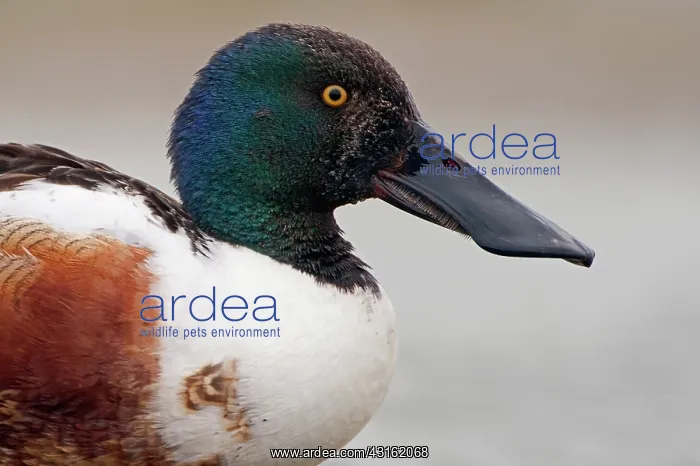 : Northern Shoveler : Northern Shoveler