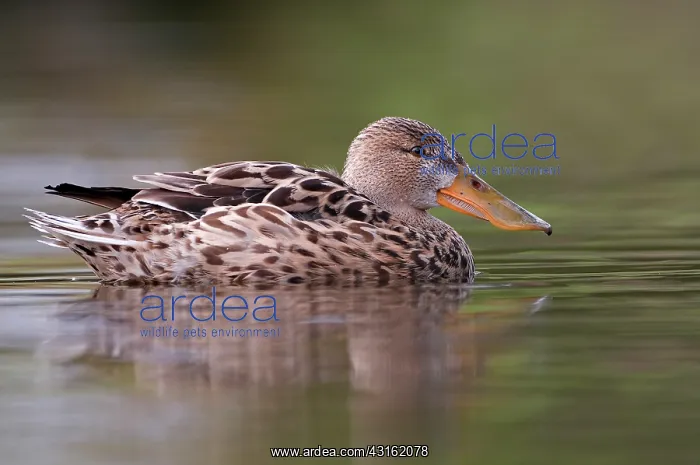 : Northern Shoveler : Northern Shoveler