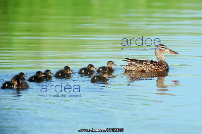 : Northern Shoveler : Northern Shoveler