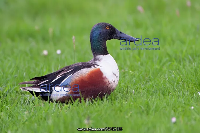 : Northern Shoveler : Northern Shoveler