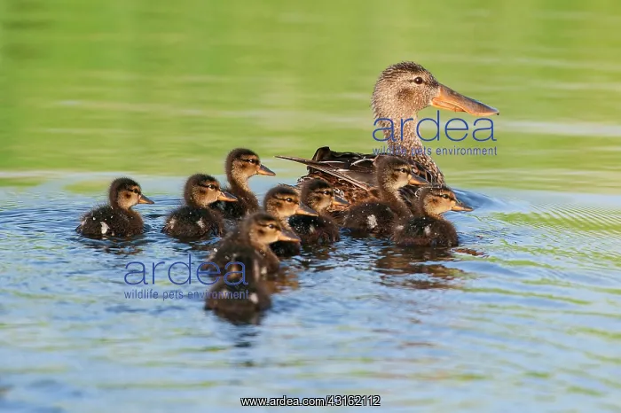: Northern Shoveler : Northern Shoveler