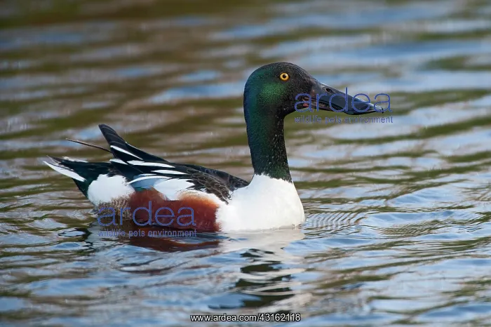 : Northern Shoveler : Northern Shoveler
