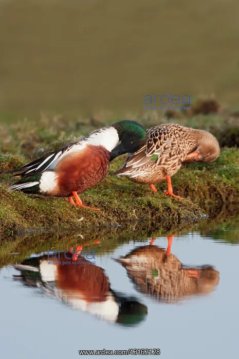 : Northern Shoveler : Northern Shoveler
