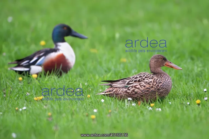: Northern Shoveler : Northern Shoveler