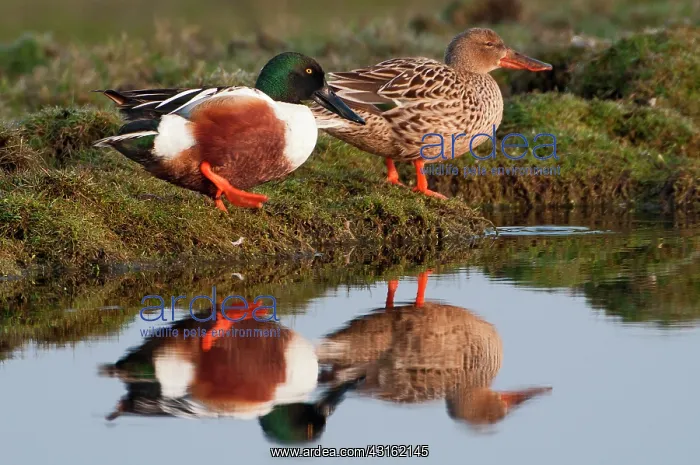 : Northern Shoveler : Northern Shoveler