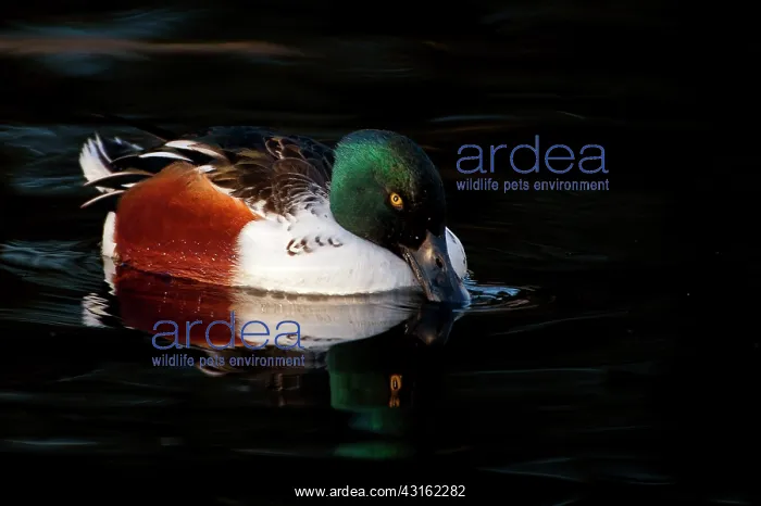 : Northern Shoveler : Northern Shoveler