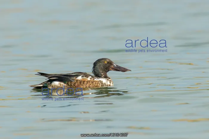 : Northern Shoveler : Northern Shoveler