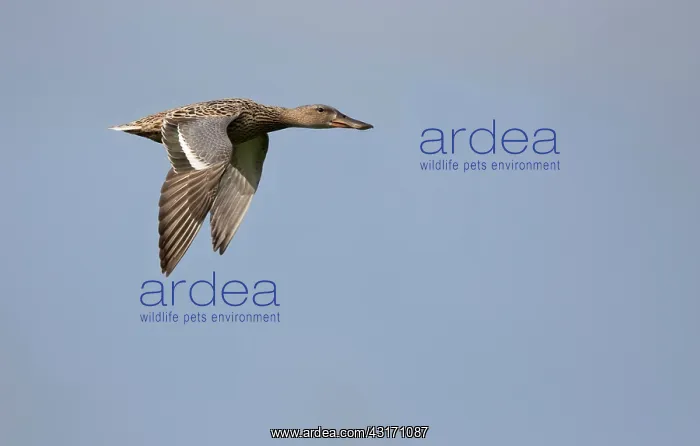 : Northern Shoveler : Northern Shoveler