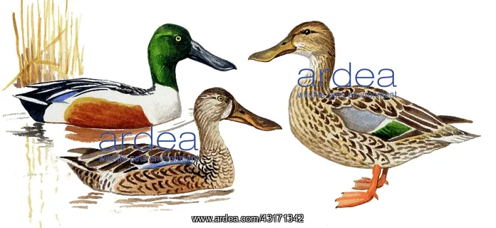 : Northern Shoveler : Northern Shoveler