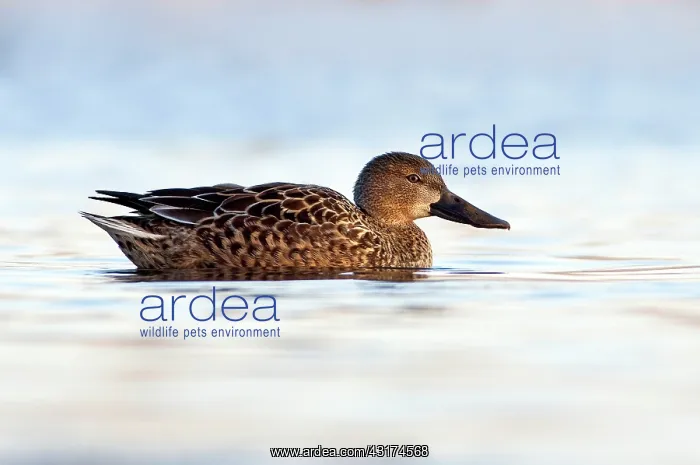 : Northern Shoveler : Northern Shoveler