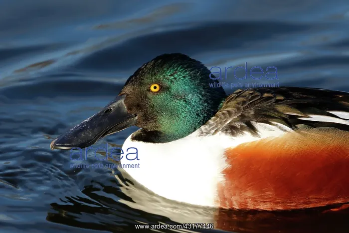 : Northern Shoveler : Northern Shoveler