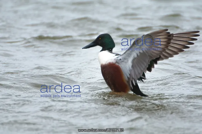  : Northern Shoveler