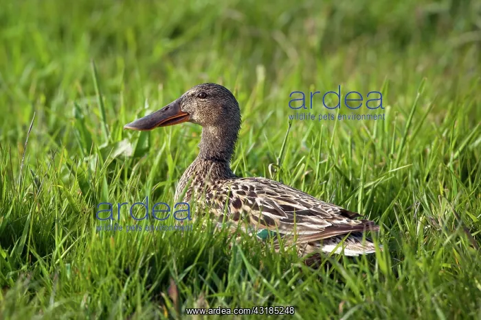 : Northern Shoveler : Northern Shoveler