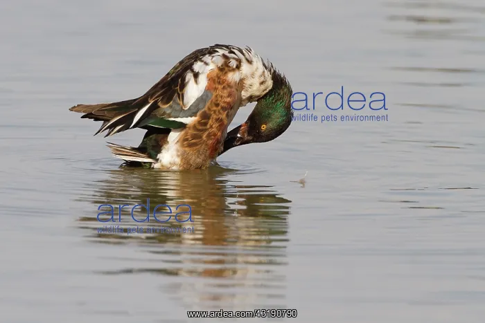 : Northern Shoveler : Northern Shoveler