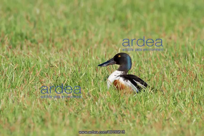 : Northern Shoveler : Northern Shoveler