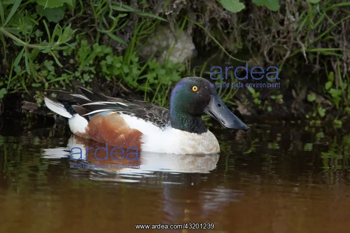 : Northern Shoveler : Northern Shoveler