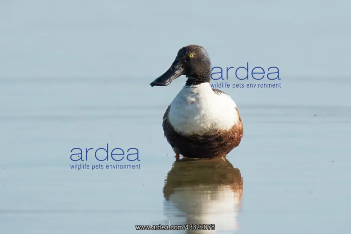 : Northern Shoveler : Northern Shoveler