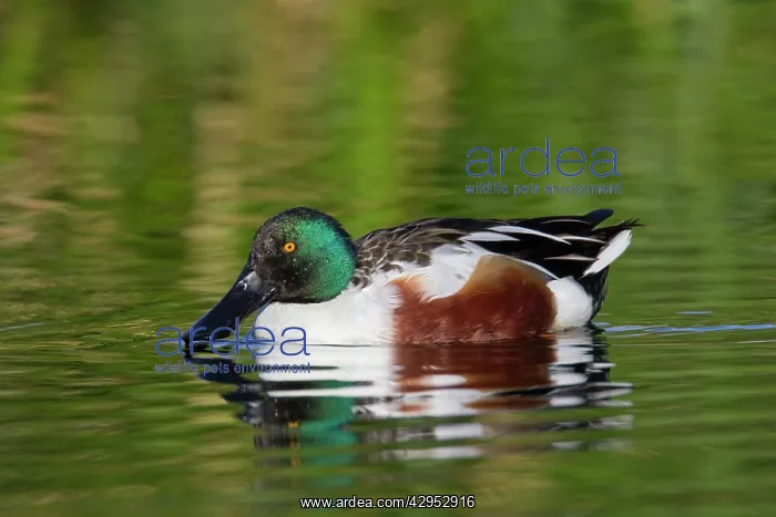 : Northern Shoveler - adult male : Northern Shoveler - adult male
