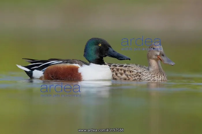 : Northern Shoveler (Anas clypeata), a couple swimming : Northern Shoveler (Anas clypeata), a couple swimming