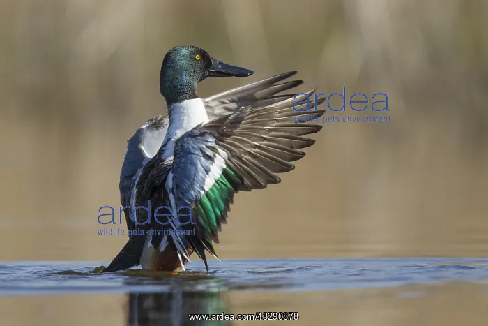 : Northern Shoveler (Anas clypeata) flapping its : Northern Shoveler (Anas clypeata) flapping its