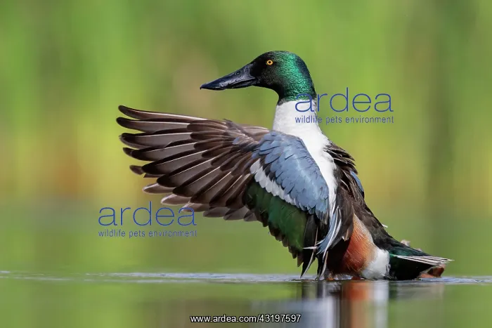 : Northern Shoveler (Anas clypeata), side view of : Northern Shoveler (Anas clypeata), side view of