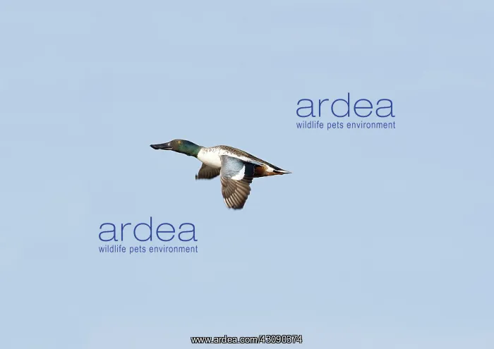  : Northern Shoveler Drake