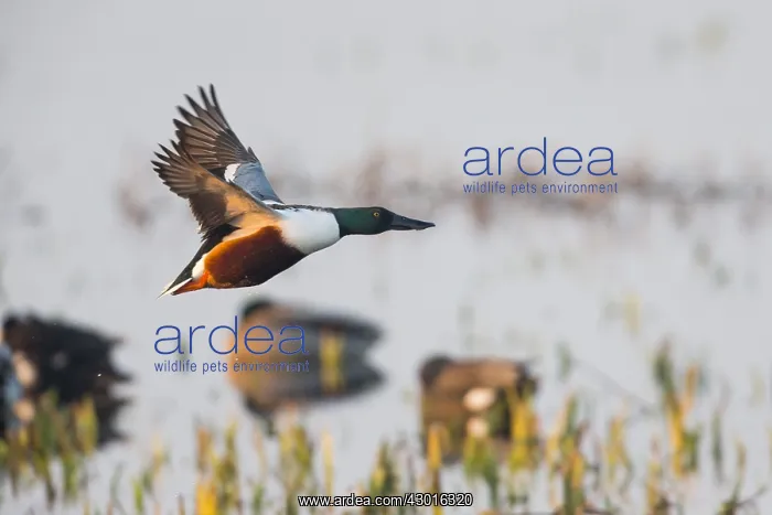 : Northern Shoveler - drake in flight, Island of Texel : Northern Shoveler - drake in flight, Island of Texel