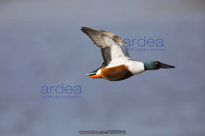 : Northern Shoveler - drake in flight, Island of Texel : Northern Shoveler - drake in flight, Island of Texel