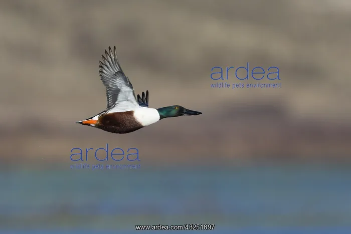: Northern Shoveler - drake in flight, Island of Texel : Northern Shoveler - drake in flight, Island of Texel