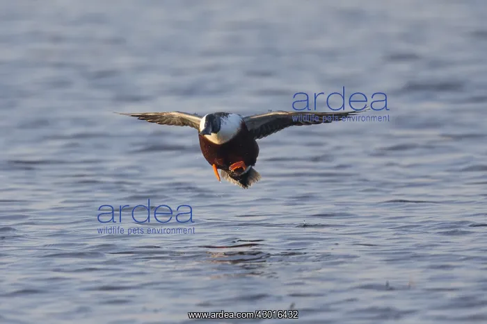 : Northern Shoveler - drake in flight landing on lake : Northern Shoveler - drake in flight landing on lake