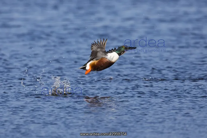 : Northern Shoveler - drake in flight taking off from : Northern Shoveler - drake in flight taking off from